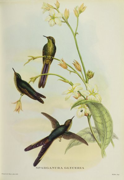 Sparganura Glyceria من فيلم "Tropical Birds" بواسطة جون جولد